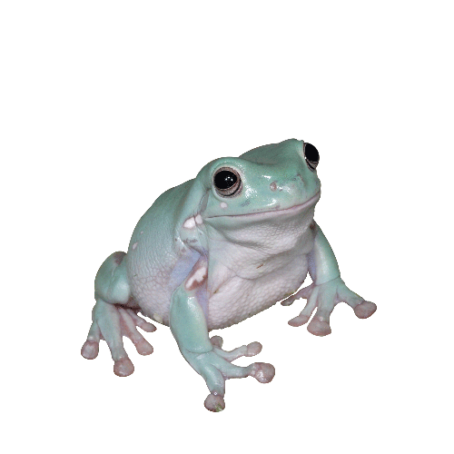 amphibian blue frog